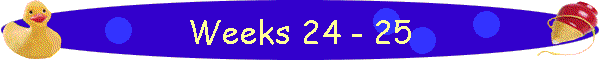 Weeks 24 - 25