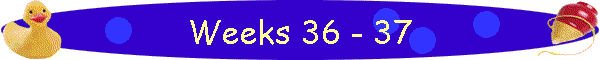 Weeks 36 - 37