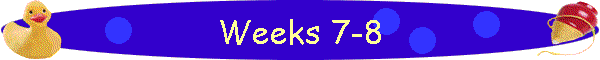 Weeks 7-8